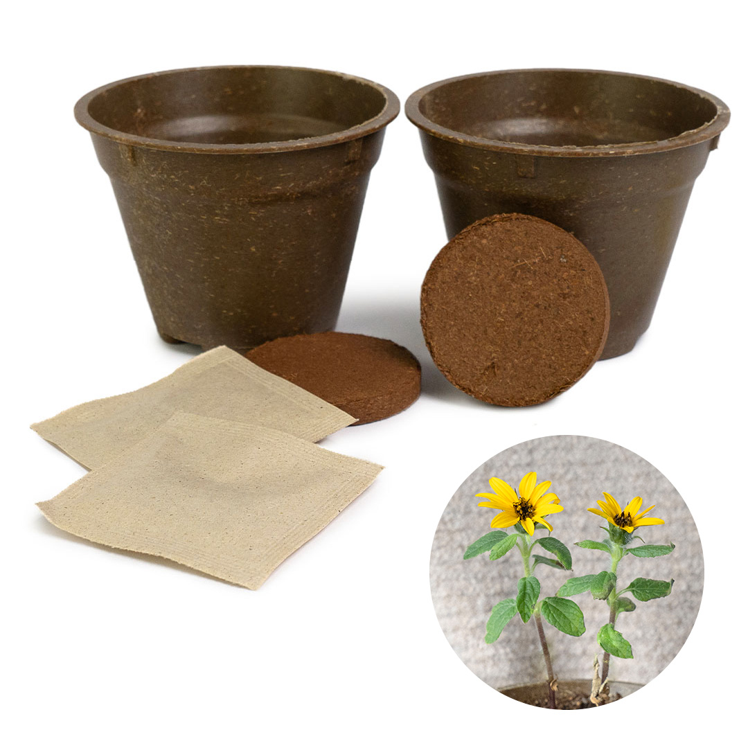 Greta Pro 9cm Set Sonnenblumen-Rennen
